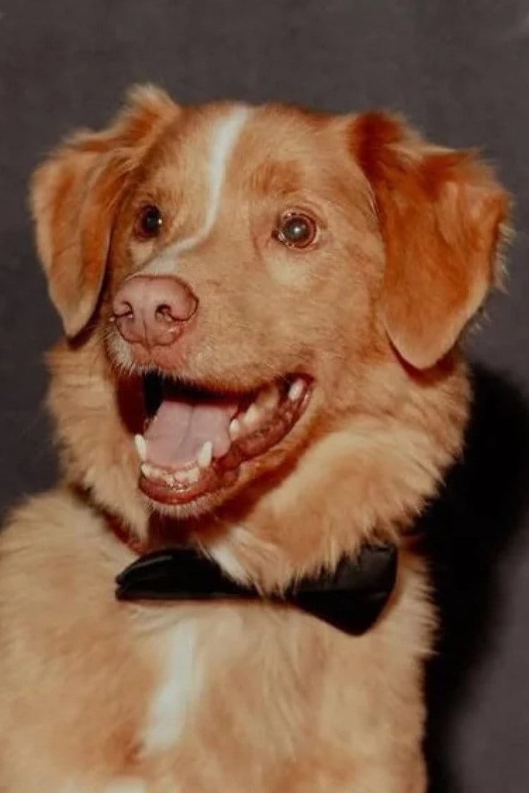 Indy the Dog